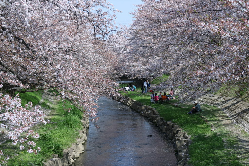元荒川の桜