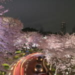六本木ミッドタウン桜のライトアップ