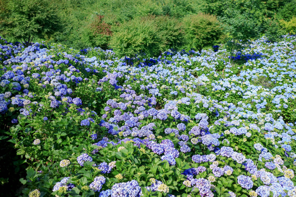 埼玉県秩父のあじさい（紫陽花）の丘「美の山公園」