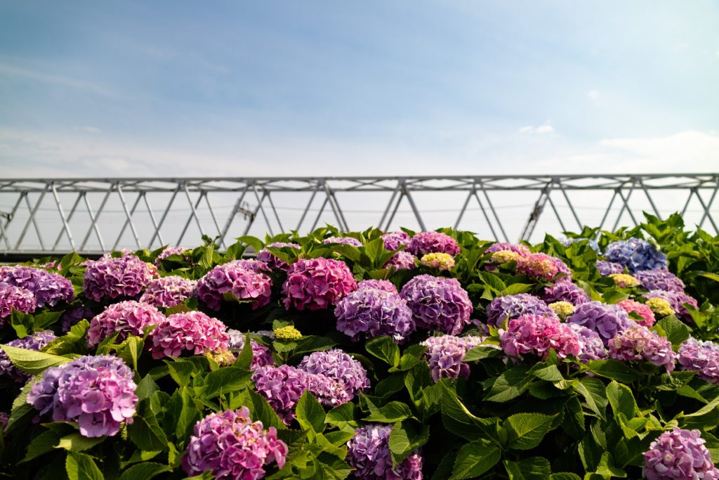 小岩菖蒲園の紫陽花