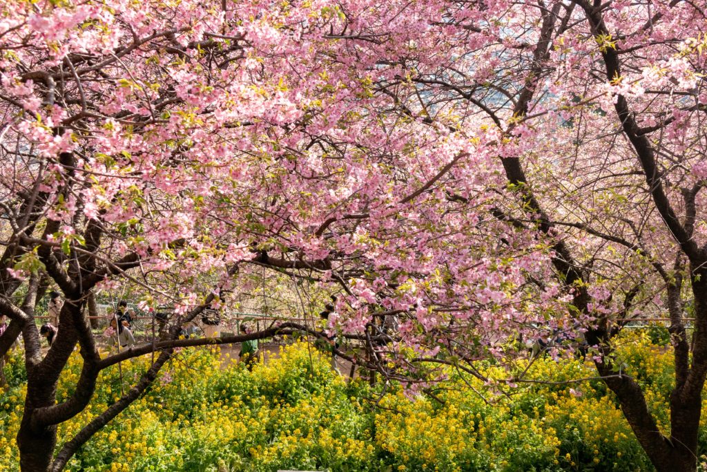 西平畑公園の河津桜と菜の花の見頃、撮影スポット