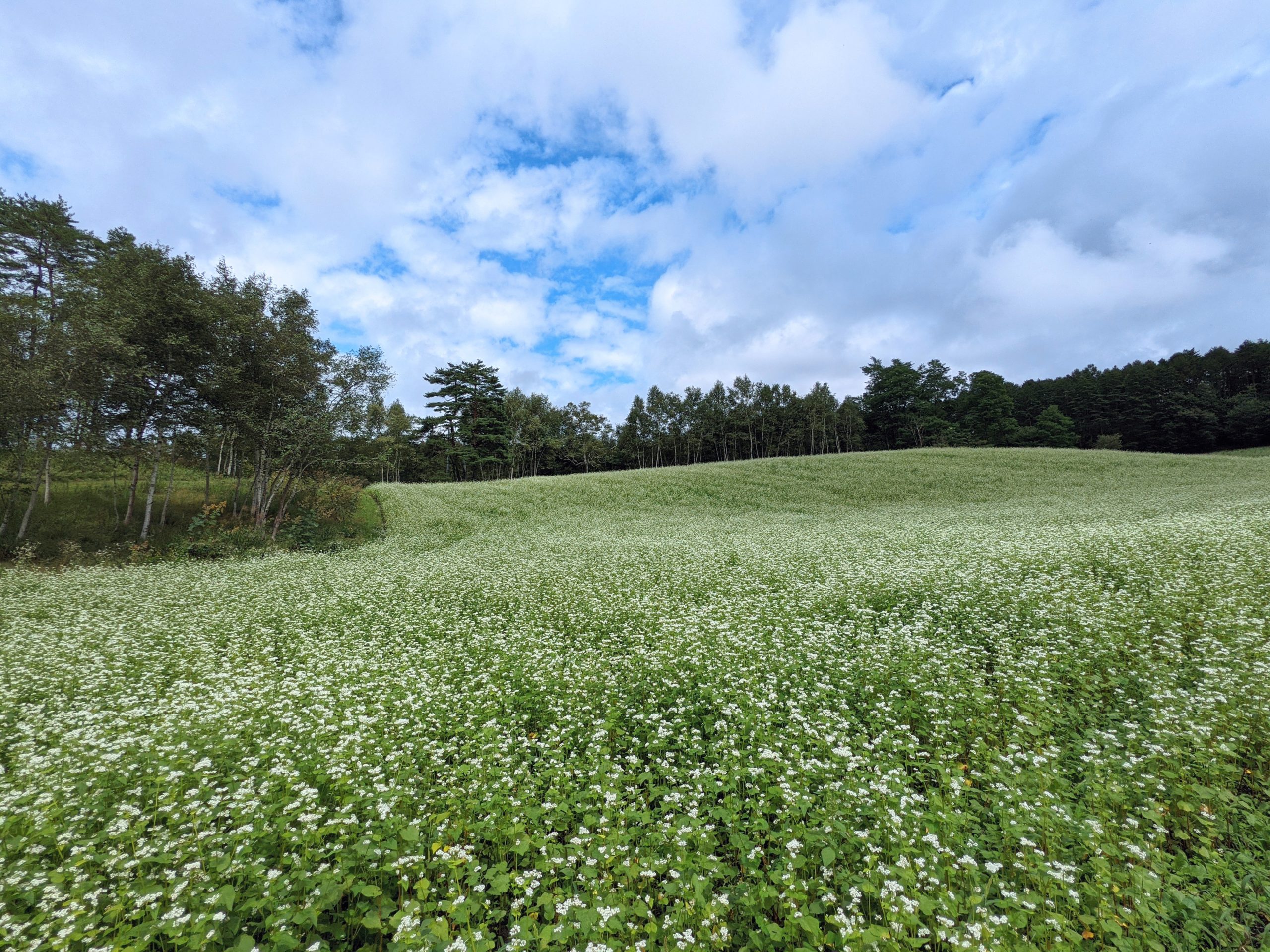 長野県中山高原のそば畑（蕎麦の花）